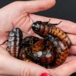 cockroach removal in bathrooms