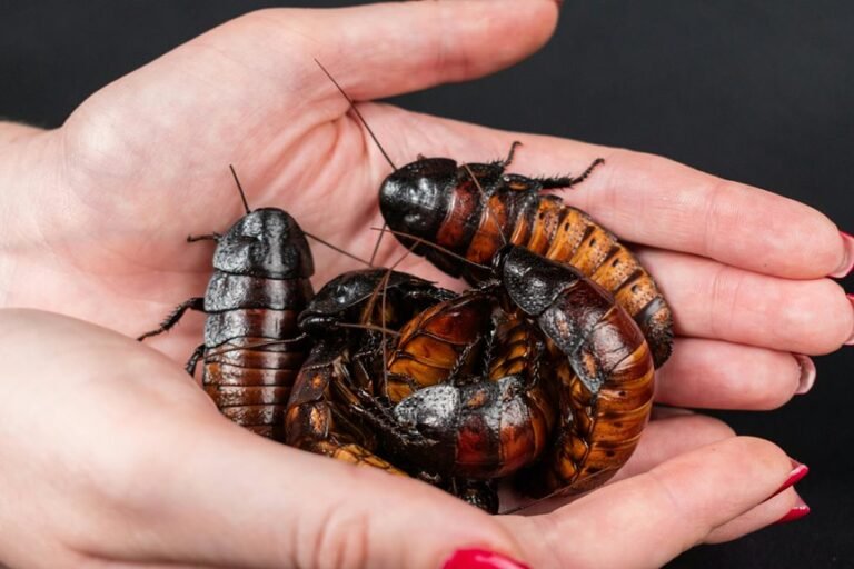 cockroach removal in bathrooms