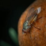 diy quick fruit fly traps