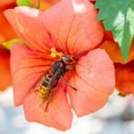 effective hornet removal strategies