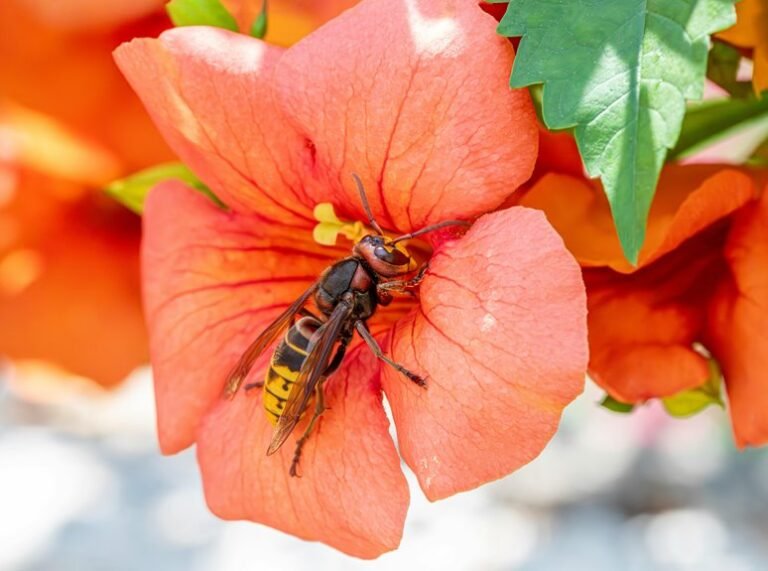effective hornet removal strategies