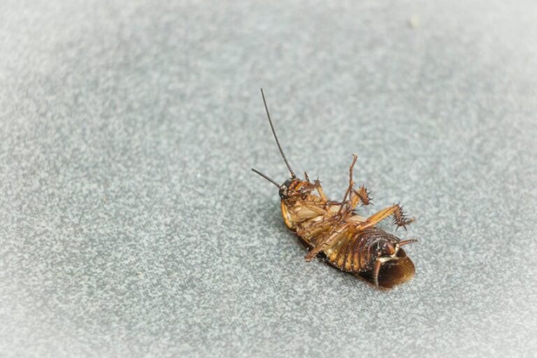 eight roach repelling barrier methods