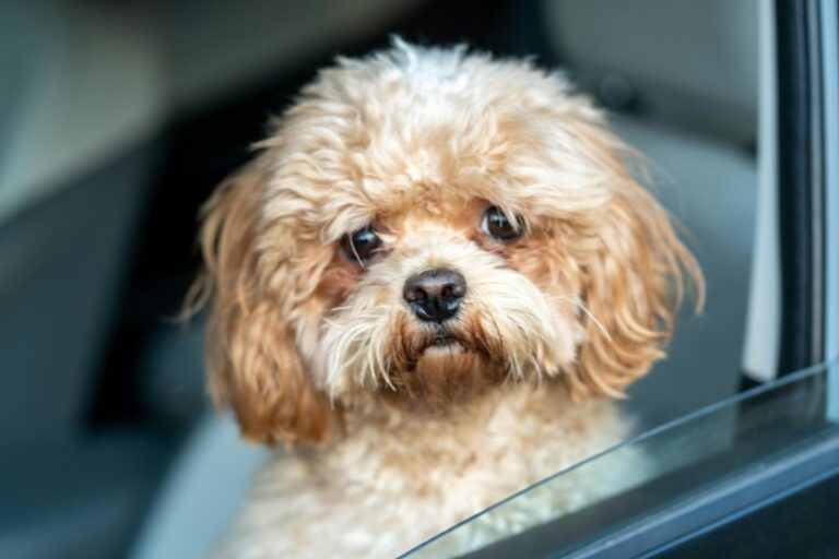 eliminate dog hair effectively