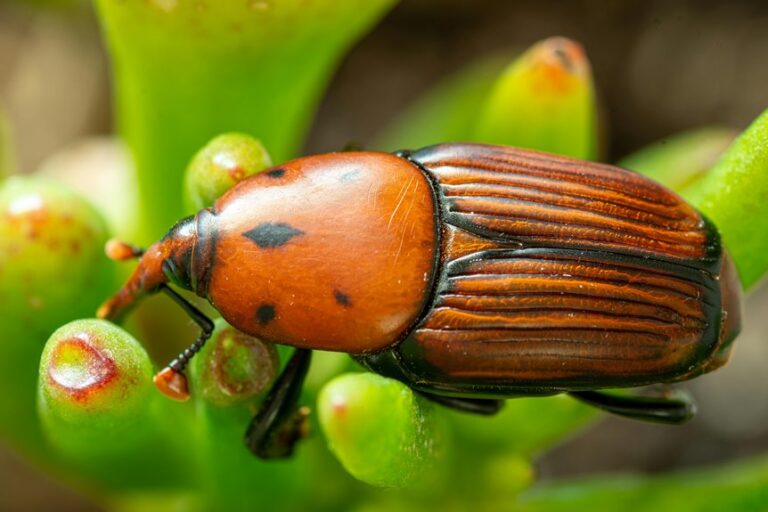 flour infested by pantry weevils
