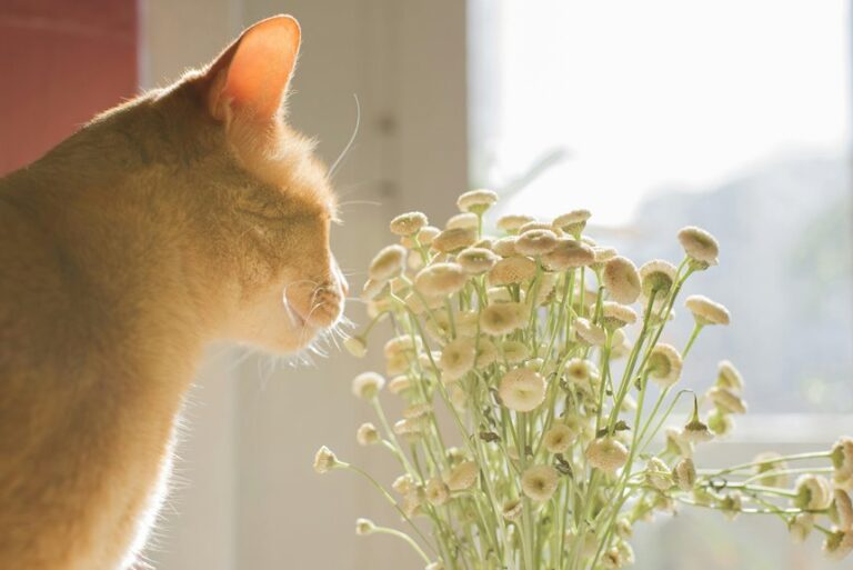 freshen your room naturally