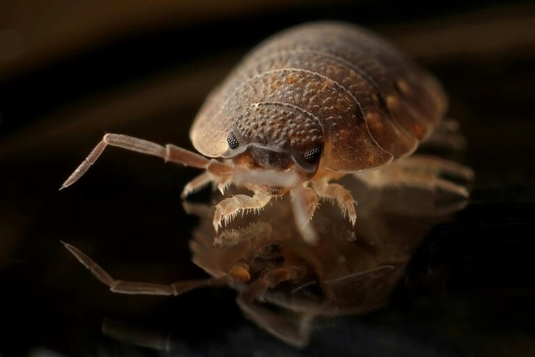 neem oil bed bug repellant