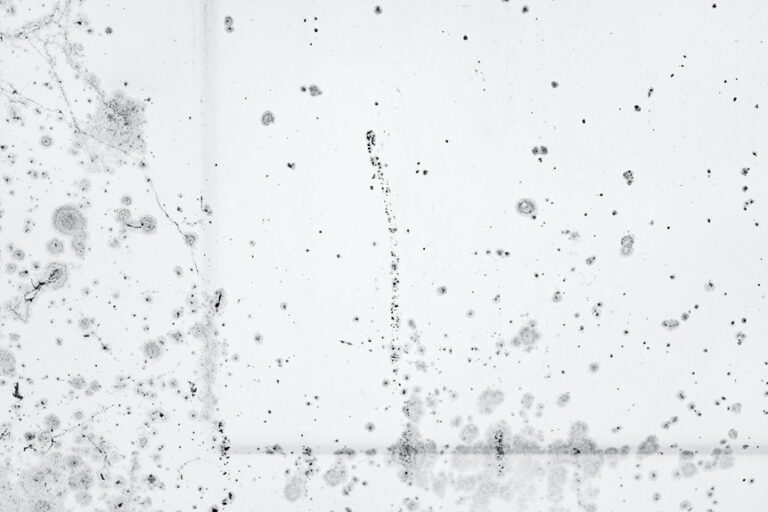 remove mold from wood
